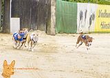 Finale: rot Edanna Enya Ella Obangi Kashore, blau Kila Kuimba Amali, weiß Kokojambo´s Imara aka Nala , scharz Muatbaruga´s Jump Nyabinghi, gelb Msumari´s Aza Aminouh